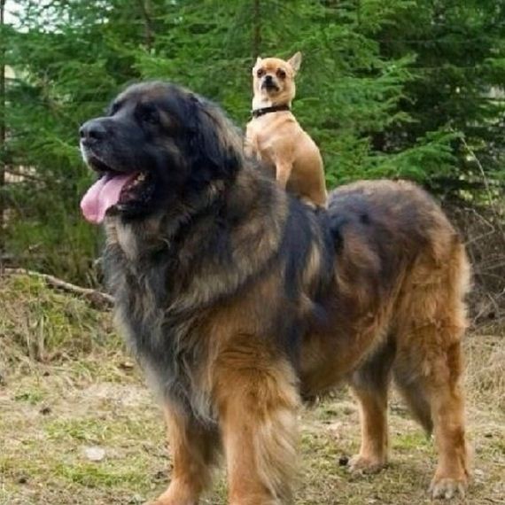 Dogs Who Don't Realize How Big They